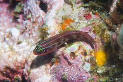 Helcogramma striata