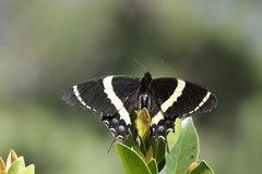 Papilio garamas garamas