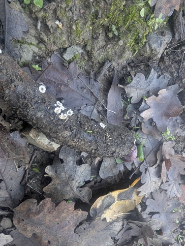 iNaturalist observation photo of Fungi Including Lichens
