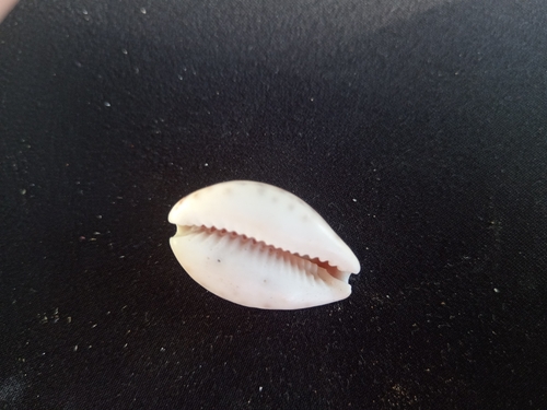 Cypraea robertsi observed 2025-11-22