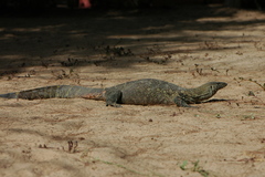 Varanus niloticus