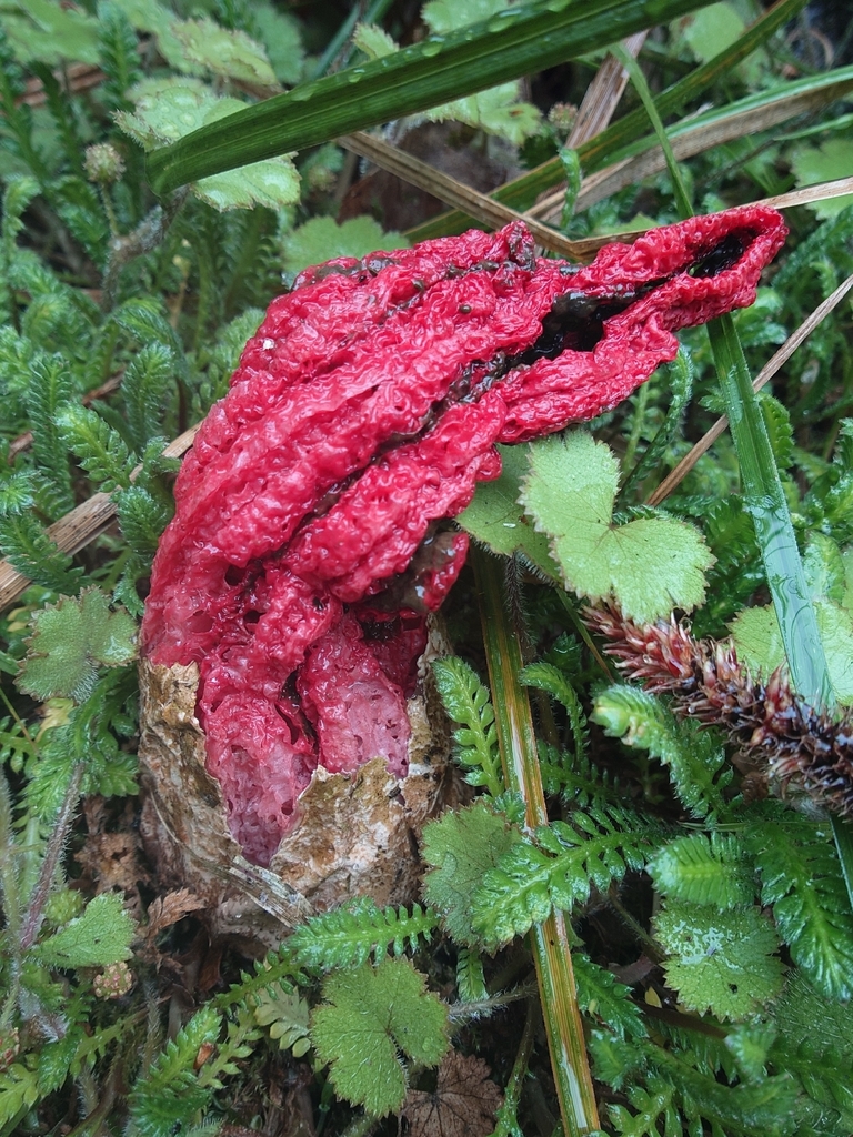 Clathrus archeri · November 2025 · photo: © bythepark (iNaturalist, cc-by-nc)