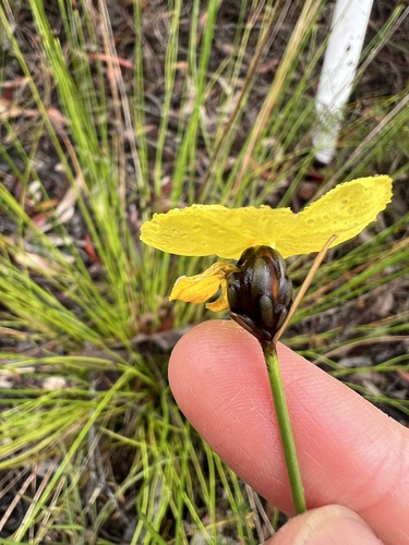 Xyris gracilis observed 2025-11-22
