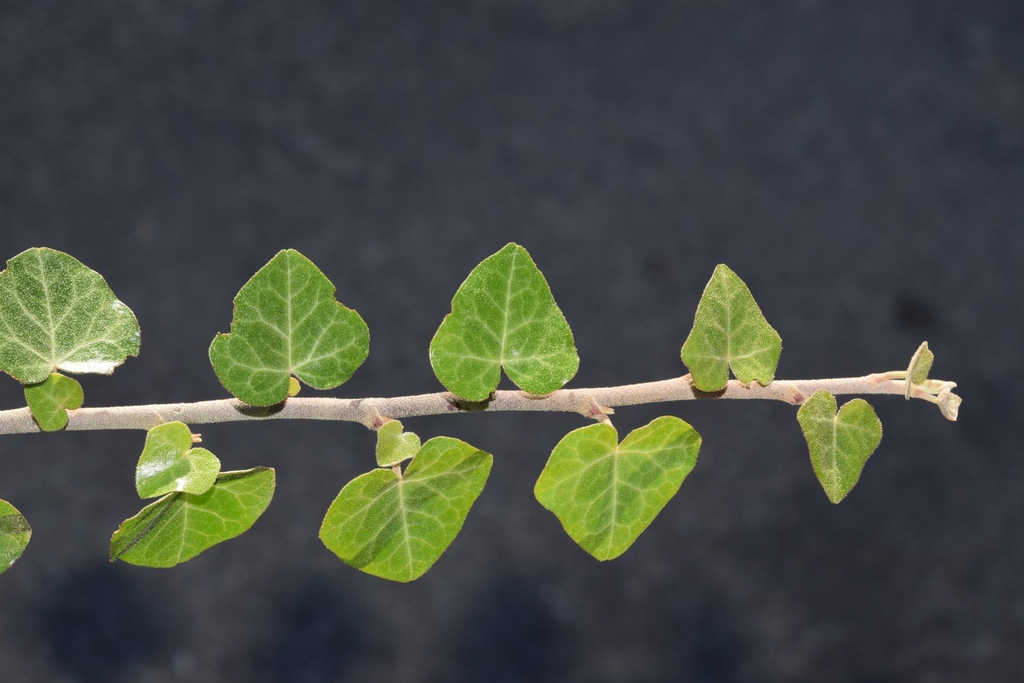 Hedera rhizomatifera