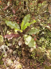 Quintinia acutifolia