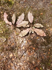 Quintinia acutifolia