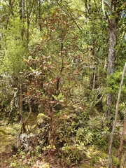 Quintinia acutifolia