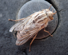 Ectenopsis mackerrasi