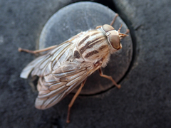 Ectenopsis mackerrasi