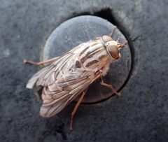 Ectenopsis mackerrasi