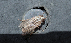 Ectenopsis mackerrasi