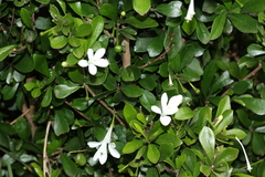 Turraea obtusifolia