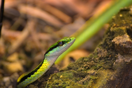 Leptophis diplotropis