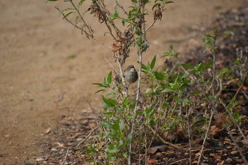 iNaturalist observation photo of Yellow-rumped Warbler