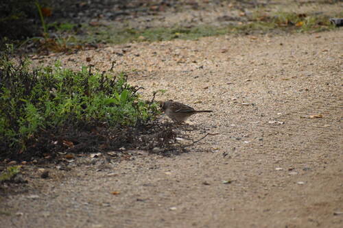 iNaturalist observation photo of White-crowned Sparrow