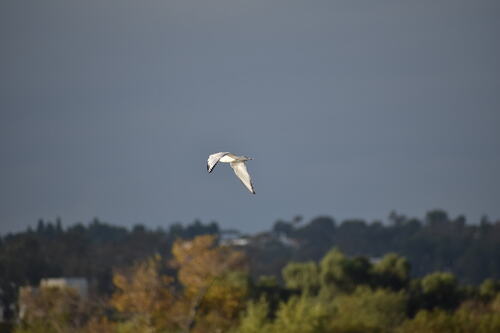 iNaturalist observation photo of Bonaparte's Gull