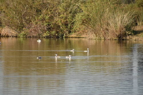 iNaturalist observation photo of Clark's Grebe