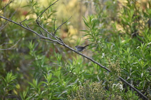 iNaturalist observation photo of Bewick's Wren