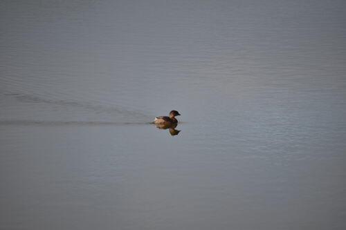 iNaturalist observation photo of Pied-billed Grebe