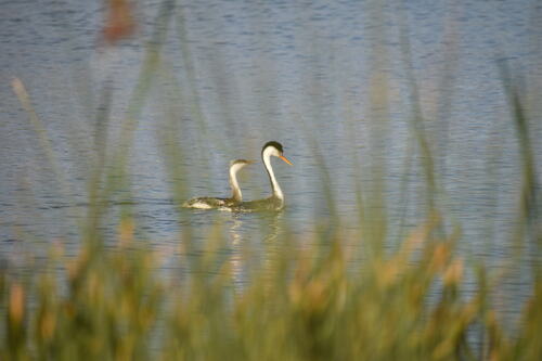 iNaturalist observation photo of Clark's Grebe