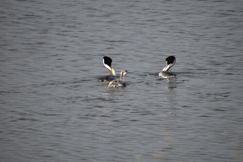 iNaturalist observation photo of Clark's Grebe