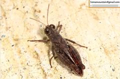 Calliptamus abbreviatus