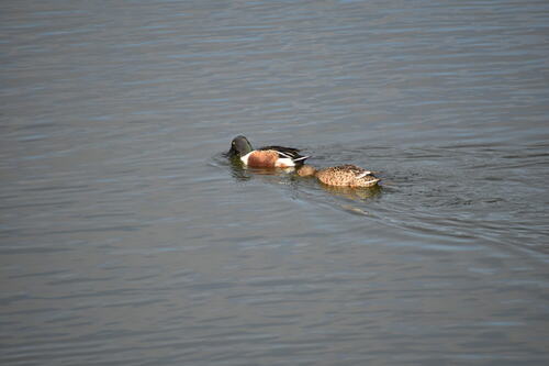iNaturalist observation photo of Northern Shoveler