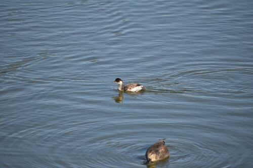 iNaturalist observation photo of Eared Grebe