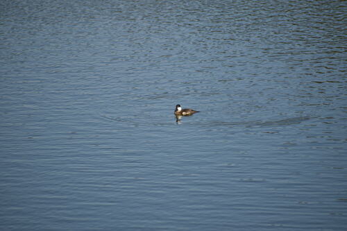 iNaturalist observation photo of Ruddy Duck