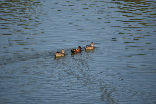 iNaturalist observation photo of Cinnamon Teal