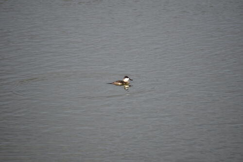 iNaturalist observation photo of Ruddy Duck