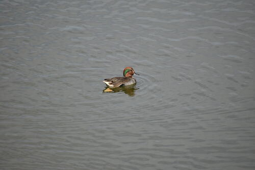 iNaturalist observation photo of Green-winged Teal