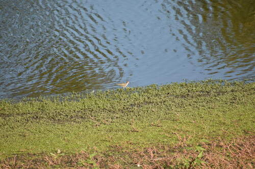 iNaturalist observation photo of Spotted Sandpiper