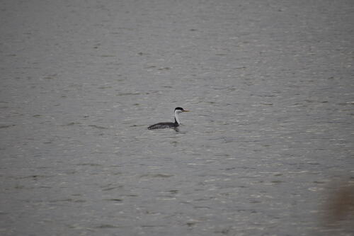 iNaturalist observation photo of Clark's Grebe