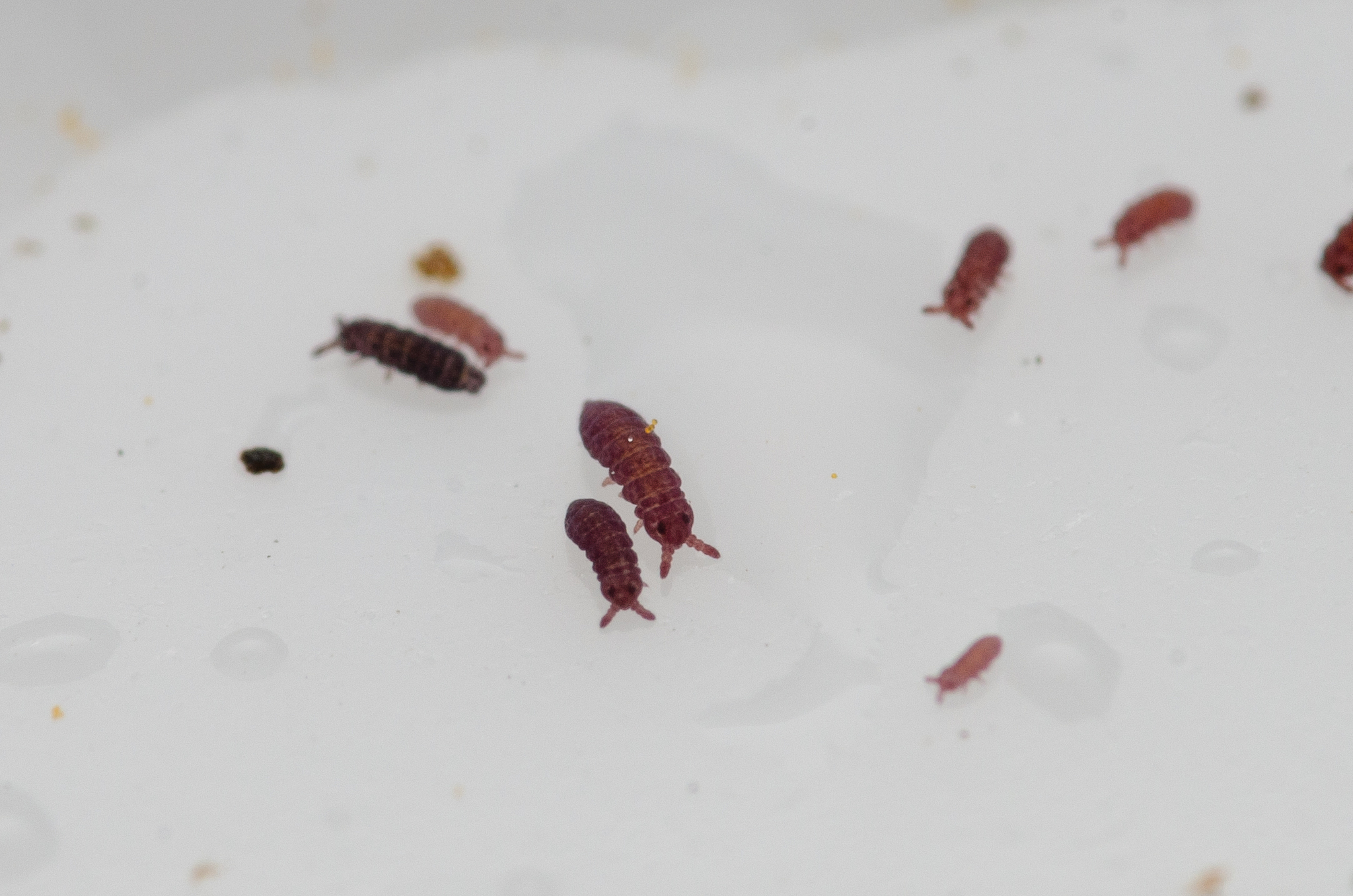Brachystomella parvula (Schäffer, 1896)