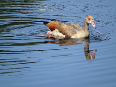 Alopochen aegyptiaca