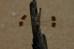 Brachythemis leucosticta