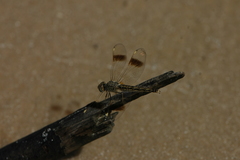 Brachythemis leucosticta