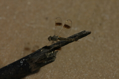 Brachythemis leucosticta