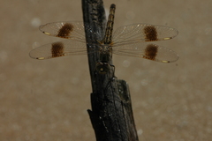 Brachythemis leucosticta