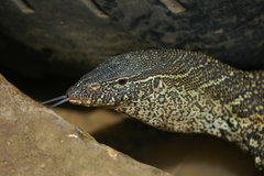 Varanus niloticus