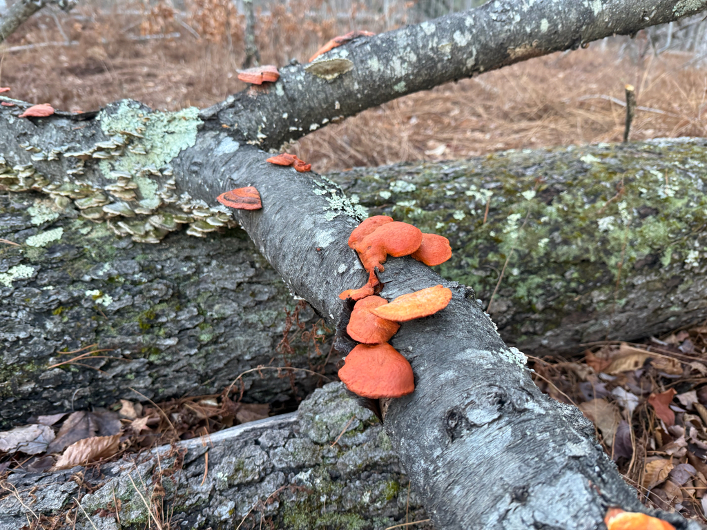 Trametes cinnabarina