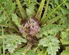 Platycarpha glomerata