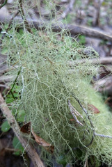 Usnea trichodea