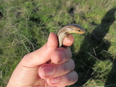 Plestiodon skiltonianus interparietalis