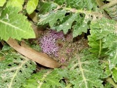 Platycarpha glomerata