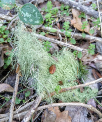 Usnea trichodea