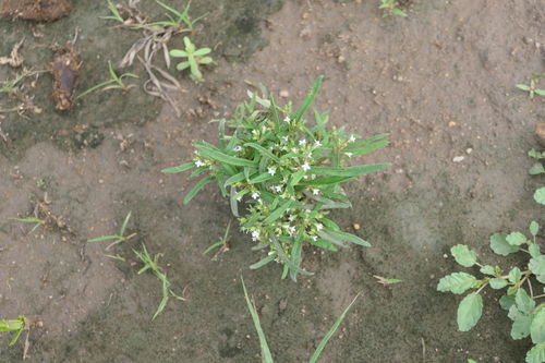 Old World Diamond Flower