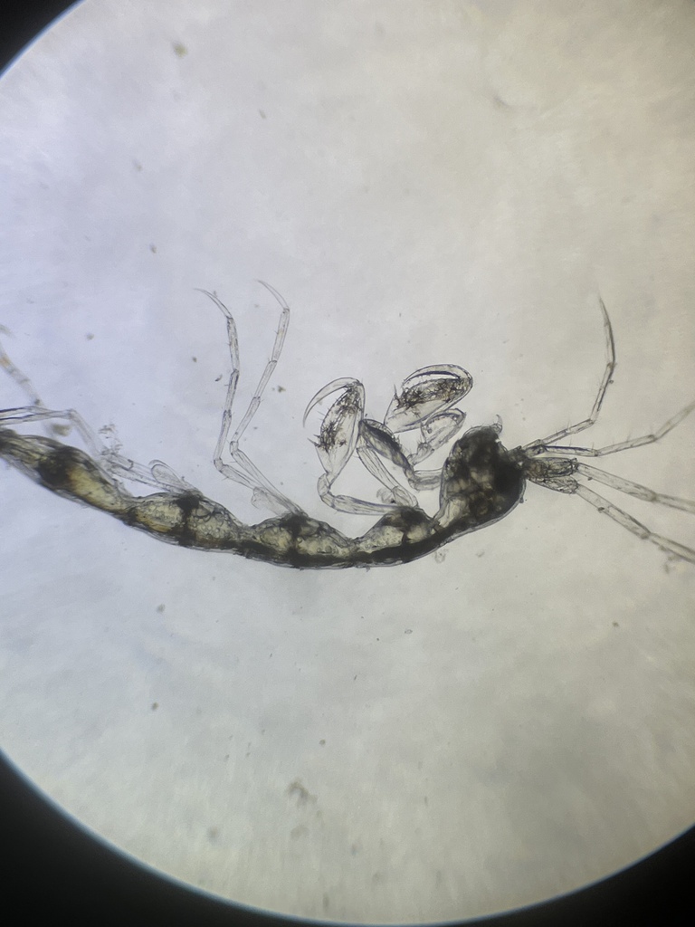 least skeleton shrimp