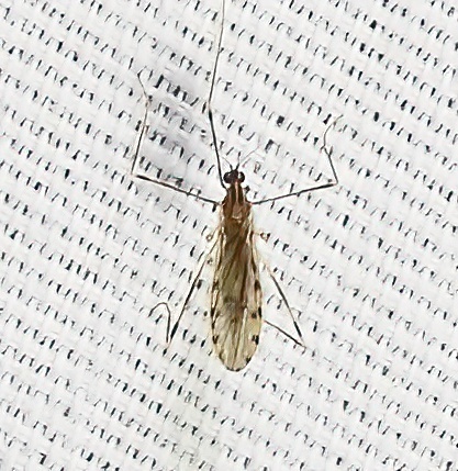 Unknown species found near 545 Pecan Dr, St Gabriel, LA 70776, USA